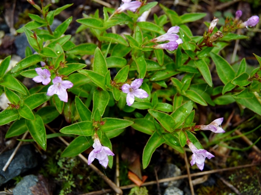 {Houstonia montana}